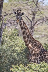 Giraffe with attendant oxpecker. Giraffes can thousands of ticks