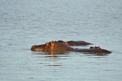 Pods of hippos abound in the lakes connecting to the Rufiji