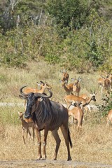 1048 The old wildebeeste has teamed up with some impalas for company
