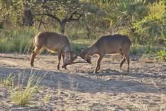 Common waterbuck making a half hearted attempt to fight