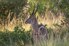 Common waterbuck showing the identifying circle on its rump