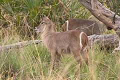 All very interesting for a waterbuck calf