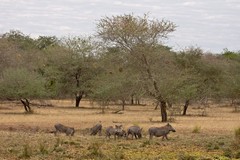 A family of warthogs