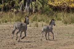 1036 The zebras in Selous were very skittish, possibly due to hunting