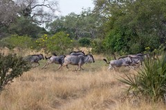 Wildebeeste on the run. There are no massive herds in Selous, unlike the Serengeti