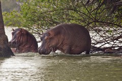 Hippos caught by surprise out of the water
