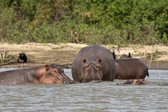Hippos really are huge and pretty scary when you are in a small boat