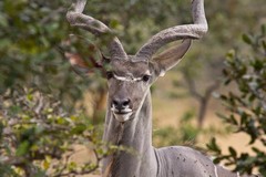 A greater kudu