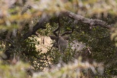 Kudus are browsers and are at home in thick bush like this
