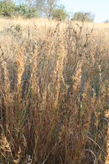 Grasses have flowered but are still long in many places. The nutrient value is not very high