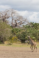 There were lots of giraffes on these open areas by the lake shore