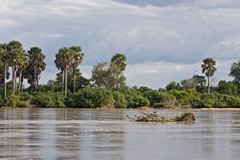 The main river flows fast and wide, and carries a lot of vegetation that has fallen into the river where the banks have been undercut