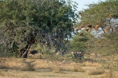 On the outskirts of a seasonal swamp we found herds of impalas and wildebeeste. The wildebeeste were often skittish and ran off as we tried to approach them. Zebras also seemed quite wary. We wondered if this was due to hunting further South in the Reserve