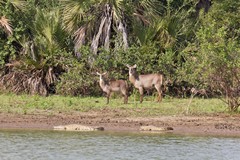 A boat is the perfect way to observe game in Selous. Animals seemed more relaxed when we passed by on the water.