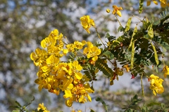 The bright yellow flowers of the cassia are abundant at this time of year