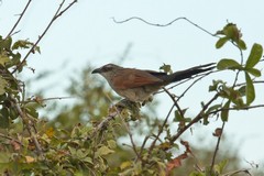 The white-browed coucal is sometimes called a bottle bird because its call sounds like liquid being poured out