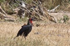 Southern ground hornbill on the lookout for food