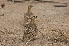 A pair of Black-faced sand grouse