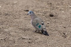 A small and very nervous emerald spotted wood dove