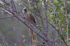  A scruffy looking speckled mousebird with its distinctive long tail