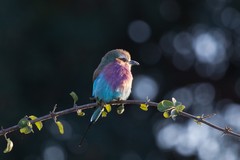 This lilac-breasted roller is warming up in the early morning Sunshine