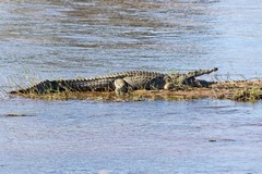 Nile crocodile basking in the Ruaha river