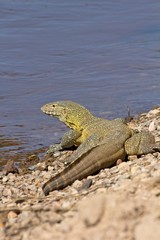 The Nile monitor checks for crocodiles before swimming across the river