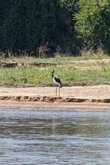 Saddle-billed stork at the water's edge