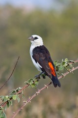 White-headed buffalo-weavers build very large nests of dead thorn branches