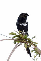 Magpie shrikes are highly sociable and are usually found in small groups