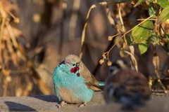 The red-cheeked cordon-bleu took a bath right outside my tent
