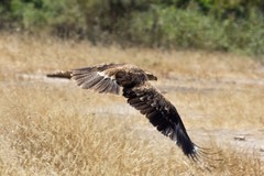 Low-level tawny eagle