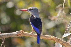 The grey-headed kingfisher is not aquatic, but eats insects and small lizards