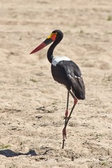 Saddle-billed stork on the sand river