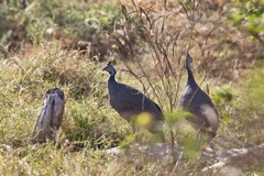 Helmeted guineafowl are usually found in small noisy flocks
