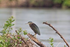 A striated heron on a raft of floating vegetation