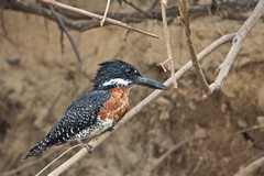 A giant kingfisher by the river bank