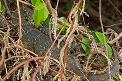 A Nile monitor hides in the riverside bushes