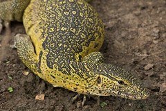 Lovely markings on the Nile monitor