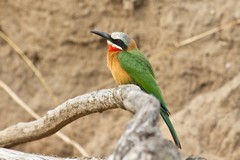 During the day the white-fronted bee-eater leaves the nest site to hunt insects in the bush