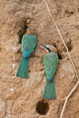 White-fronted bee-eaters at their nest hole