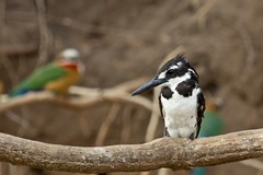 A pied kingfisher outside its nest burrow