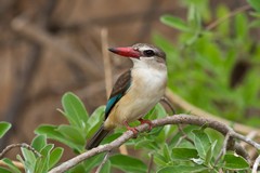 Another shot of the brown-hooded kingfisher?