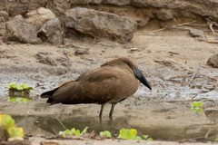 The hammerkop is considerd to be magical or a bird of ill omen and so is seldom persecuted