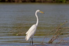 The great white egret is a common sight on the banks of the Rufiji