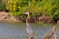 1036 The goliath heron stands up to 152cm tall, the World's biggest heron