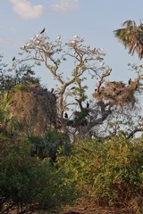 The heronry in Lake Nzerakera