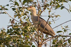 The bright red eye helps to identify this as a black-crowned night heron