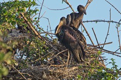 Open-billed storks with chicks of various sizes, not all in the same nest