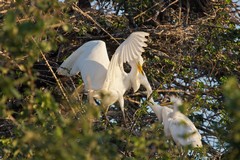 This is possibly an intermediate egret. The larger chic will almost certainly eject the smaller one from the nest